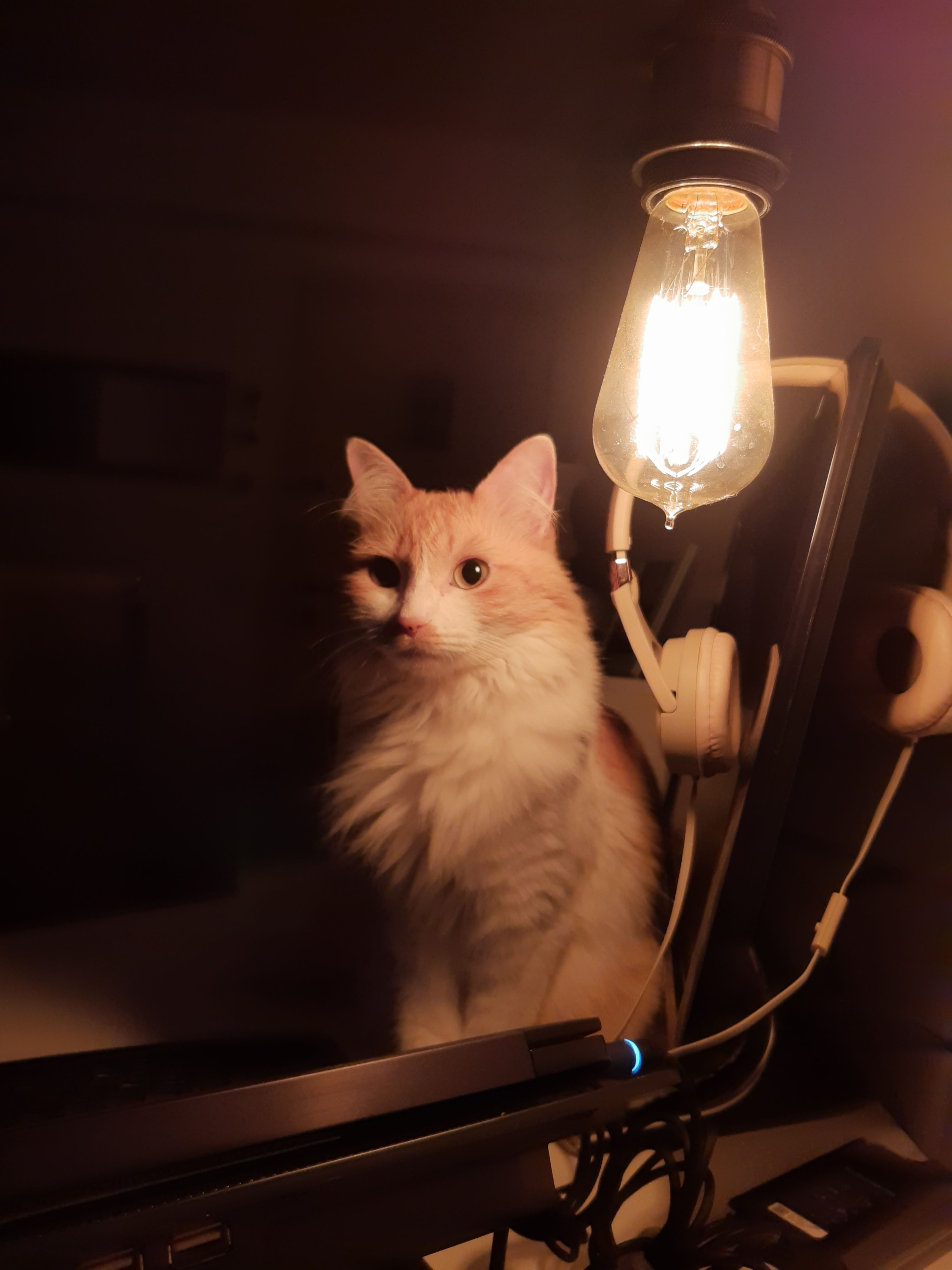 tsuki_picture